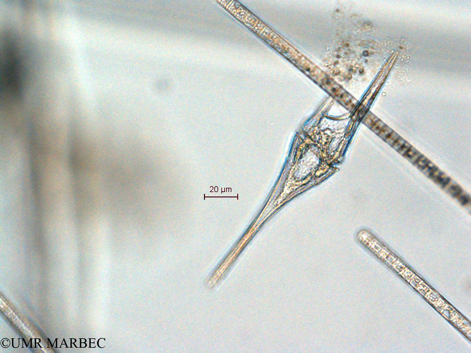 phyto/Scattered_Islands/all/COMMA April 2011/Tripos furca (ancien Neoceratium furca -N. sp14 -1)(copy).jpg
